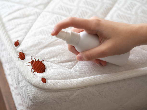 Best Bed Bug Extermination  in Valatie, NY