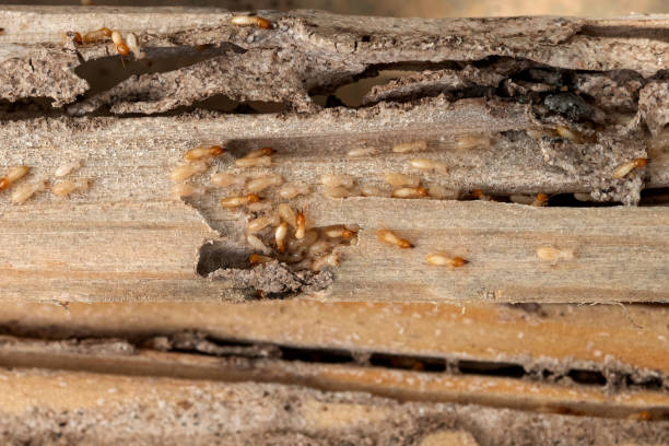 Best Termite Control Services  in Valatie, NY